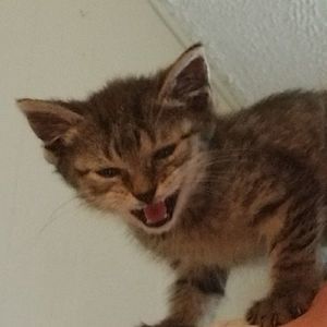 Meet your Posher, Don